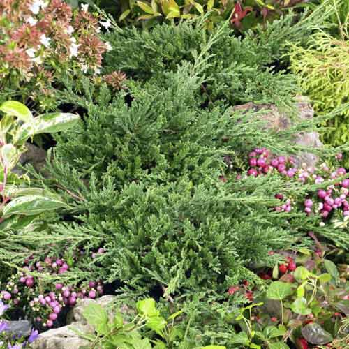 Kadagys Prince of Wales, С3 interface.image 1 interface.art 7738