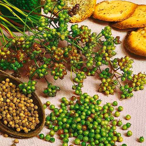 Kalendra sėjaMarino Kiepenkerl interface.image 1 interface.art 96596