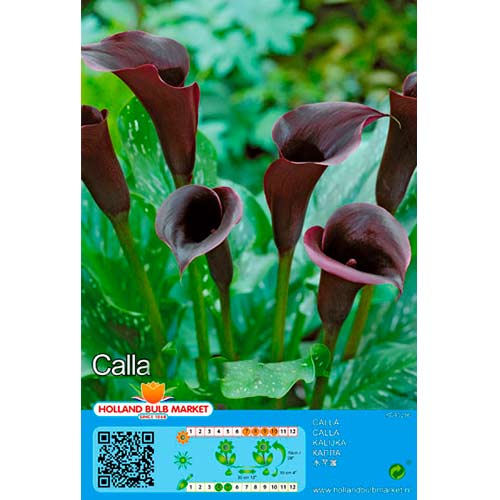 Kalija (Calla) Black interface.image 1 interface.art 76395