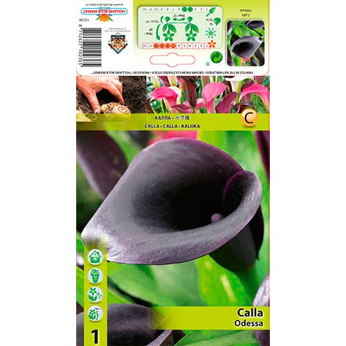Kalija (Calla) Odessa interface.art nuotrauka 1 Kalija (Calla) Odessa interface.image 1 interface.art 76597