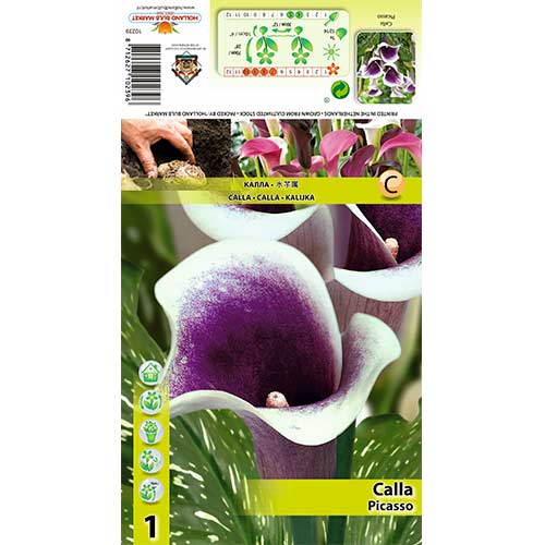Kalija (Calla) Picasso interface.art nuotrauka 1 Kalija (Calla) Picasso interface.image 1 interface.art 70362
