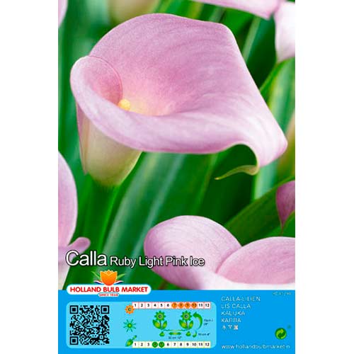 Kalija (Calla) Pink interface.image 1 interface.art 76397
