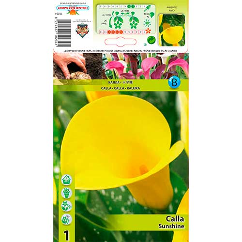 Kalija (Calla) Sunshine interface.art nuotrauka 1 Kalija (Calla) Sunshine interface.image 1 interface.art 76599