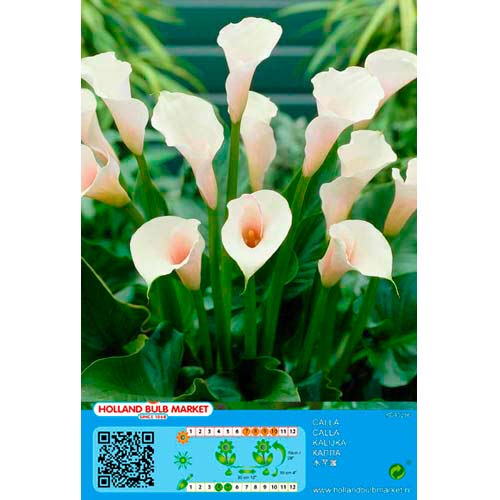 Kalija (Calla) White interface.image 1 interface.art 76399