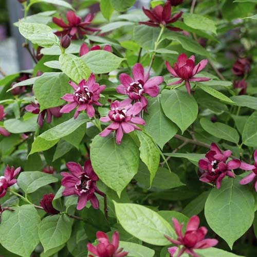 Kalikantas Aphrodite PBR, С3 interface.image 1 interface.art 8518