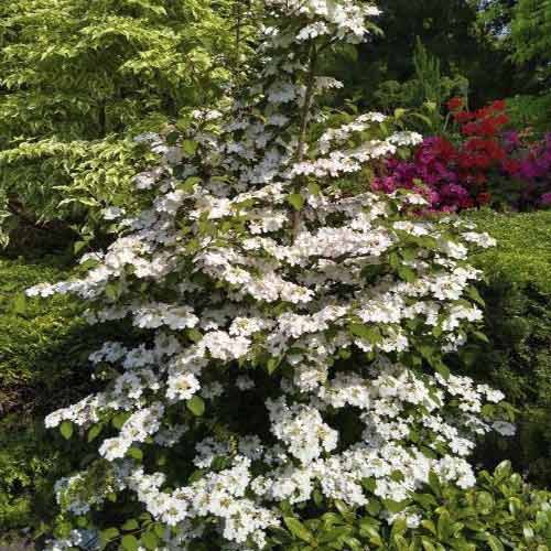 Kalina Kilimandjaro Sunrise PBR, С3 interface.art nuotrauka 1 Kalina Kilimandjaro Sunrise PBR, С3 interface.image 1 interface.art 8586