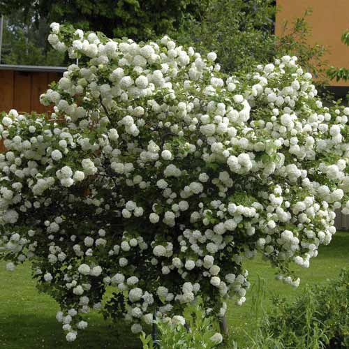 Kalina Roseum, С3 interface.art nuotrauka 1 Kalina Roseum, С3 interface.image 1 interface.art 8585