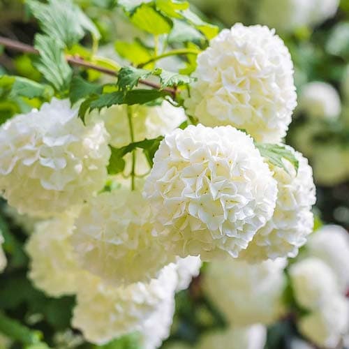 Kalina Roseum, P9 interface.image 1 interface.art 9048