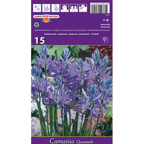 Kamasija Quamash interface.image 1 interface.art 67610