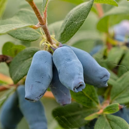 Kamčiatkos uogos Duet, P9 interface.art nuotrauka 1 Kamčiatkos uogos Duet, P9 interface.image 1 interface.art 9227