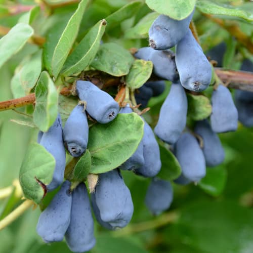 Kamčiatkos uogos Wojtek, P9 interface.image 1 interface.art 9328