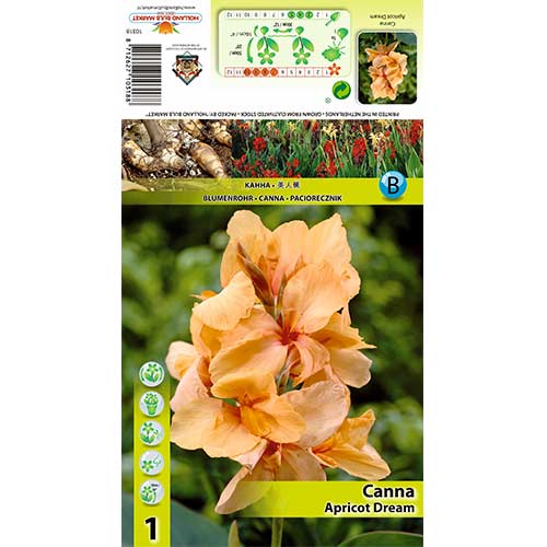 Kana (Canna) Apricot Dream interface.art nuotrauka 1 Kana (Canna) Apricot Dream interface.image 1 interface.art 70363
