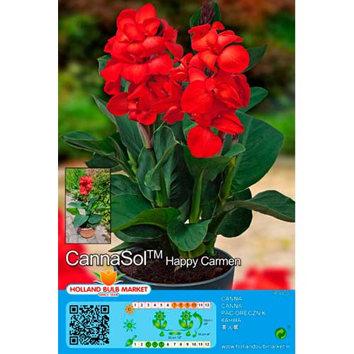 Kana (Canna) Cannasol Happy Carmen interface.image 1 interface.art 76400