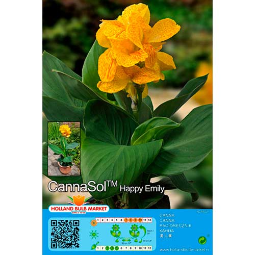 Kana (Canna) Cannasol Happy Emily interface.art nuotrauka 1 Kana (Canna) Cannasol Happy Emily interface.image 1 interface.art 76402