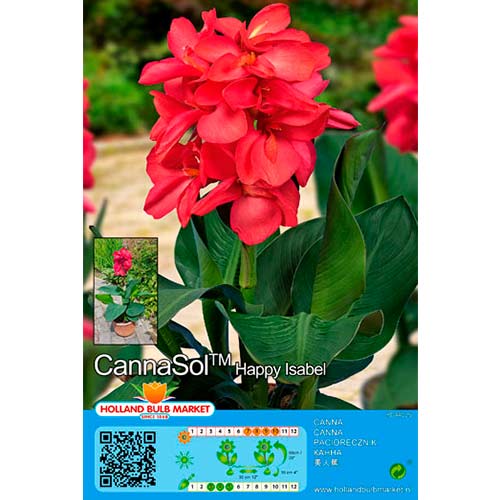 Kana (Canna) Cannasol Happy Isabel interface.art nuotrauka 1 Kana (Canna) Cannasol Happy Isabel interface.image 1 interface.art 76403