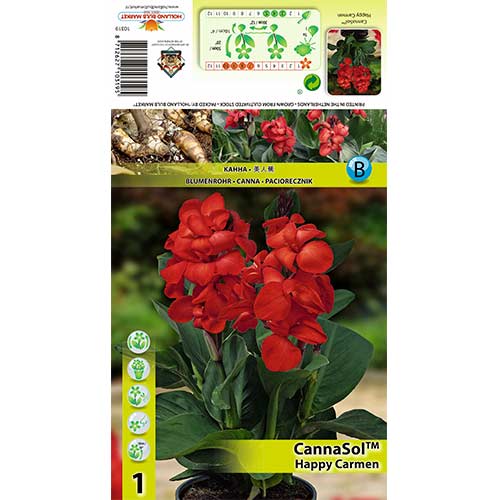 Kana (Canna) Happy Carmen interface.art nuotrauka 1 Kana (Canna) Happy Carmen interface.image 1 interface.art 70364