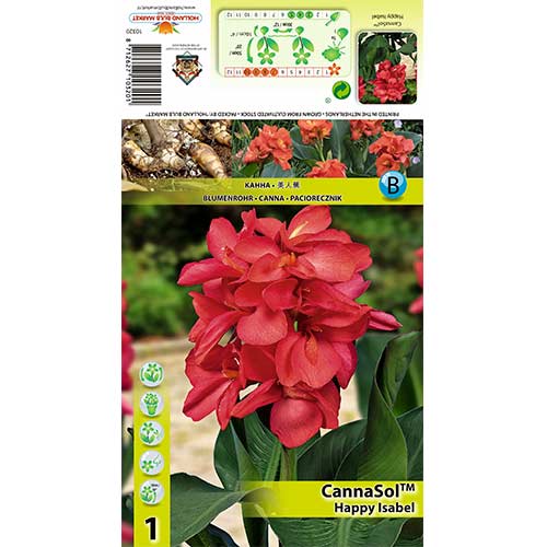 Kana (Canna) Happy Isabel interface.art nuotrauka 1 Kana (Canna) Happy Isabel interface.image 1 interface.art 70365