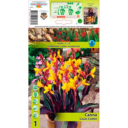 Kana (Canna) Louis Cottin interface.image 1 interface.art 76196