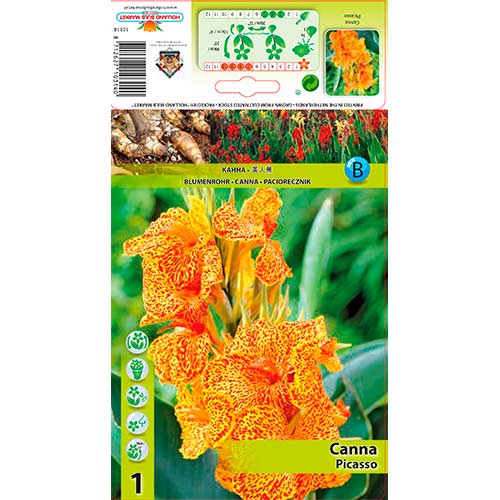 Kana (Canna) Picasso interface.art nuotrauka 1 Kana (Canna) Picasso interface.image 1 interface.art 76198