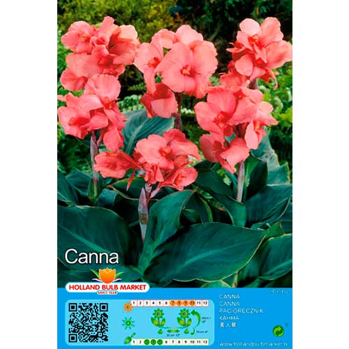 Kana (Canna) Pink interface.art nuotrauka 1 Kana (Canna) Pink interface.image 1 interface.art 70462
