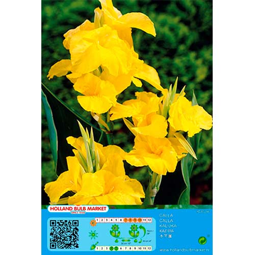 Kana (Canna) Yellow interface.art nuotrauka 1 Kana (Canna) Yellow interface.image 1 interface.art 70463