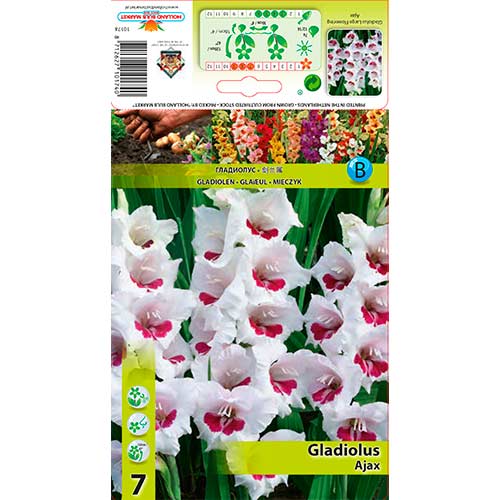 Kardelis (Gladiolus) Ajax interface.art nuotrauka 1 Kardelis (Gladiolus) Ajax interface.image 1 interface.art 76588