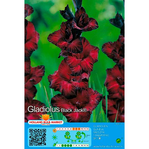 Kardelis (Gladiolus) Black Jack interface.art nuotrauka 1 Kardelis (Gladiolus) Black Jack interface.image 1 interface.art 70464