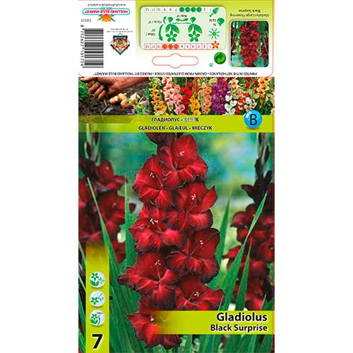 Kardelis (Gladiolus) Black Surprise interface.image 1 interface.art 76243