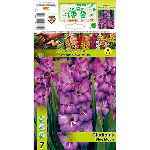 Kardelis (Gladiolus) Blue Moon interface.art nuotrauka 1 Kardelis (Gladiolus) Blue Moon interface.image 1 interface.art 76244