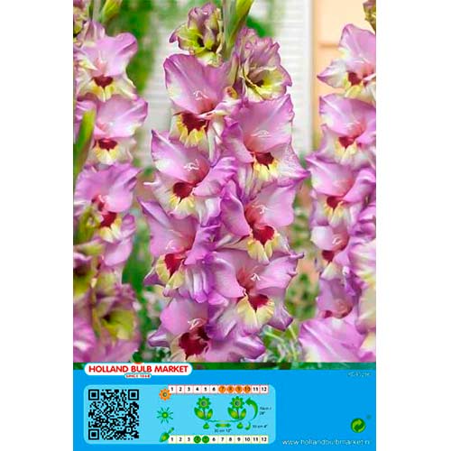 Kardelis (Gladiolus) Bono‘s Memory interface.art nuotrauka 1 Kardelis (Gladiolus) Bono‘s Memory interface.image 1 interface.art 76440