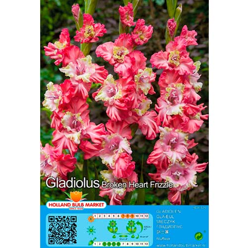 Kardelis (Gladiolus) Broken Heart Frizzle interface.image 1 interface.art 76441