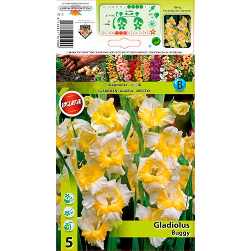 Kardelis (Gladiolus) Buggy interface.art nuotrauka 1 Kardelis (Gladiolus) Buggy interface.image 1 interface.art 76442