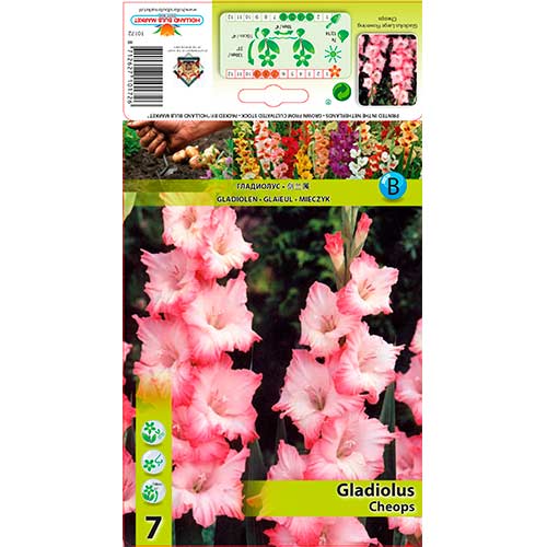 Kardelis (Gladiolus) Cheops interface.art nuotrauka 1 Kardelis (Gladiolus) Cheops interface.image 1 interface.art 76245