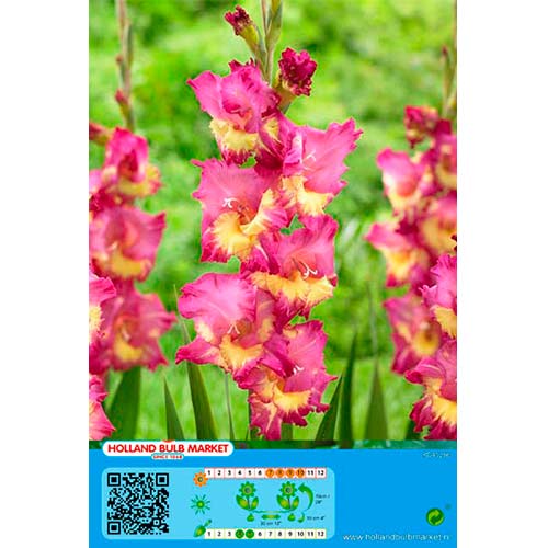 Kardelis (Gladiolus) Far West interface.art nuotrauka 1 Kardelis (Gladiolus) Far West interface.image 1 interface.art 76443