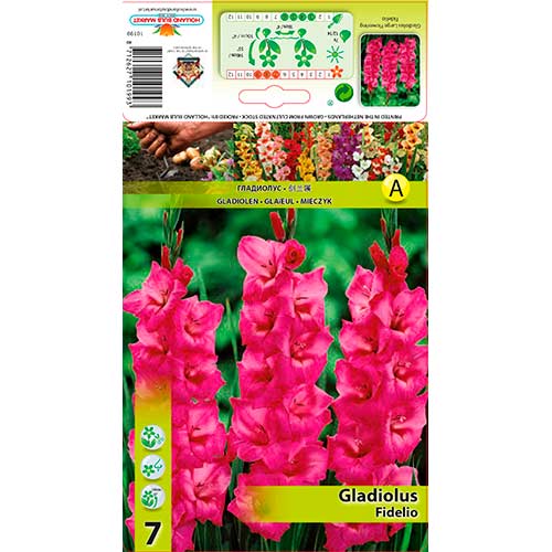 Kardelis (Gladiolus) Fidelio interface.image 1 interface.art 76246