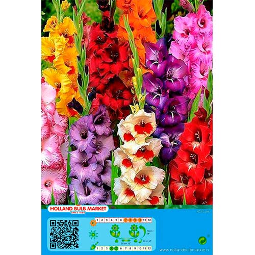 Kardelis (Gladiolus) Gladiolus Mixed interface.image 1 interface.art 76446