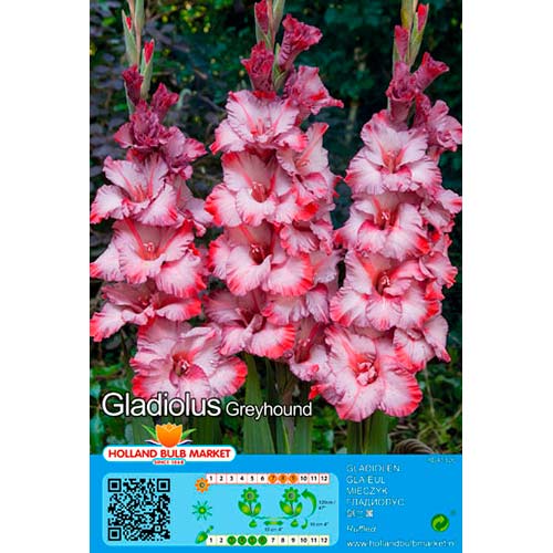 Kardelis (Gladiolus) Greyhound interface.art nuotrauka 1 Kardelis (Gladiolus) Greyhound interface.image 1 interface.art 76662
