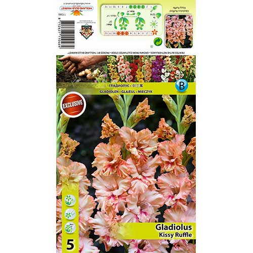 Kardelis (Gladiolus) Kissy Ruffle interface.art nuotrauka 1 Kardelis (Gladiolus) Kissy Ruffle interface.image 1 interface.art 70396