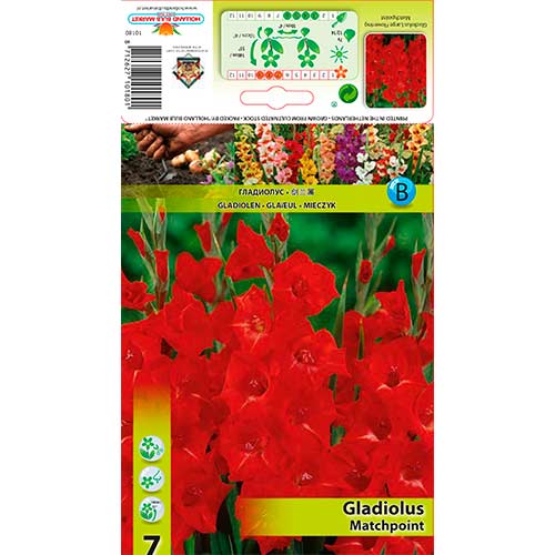 Kardelis (Gladiolus) Matchpoint interface.art nuotrauka 1 Kardelis (Gladiolus) Matchpoint interface.image 1 interface.art 76248