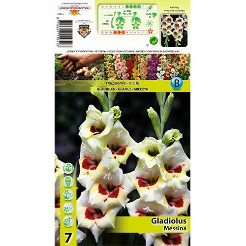Kardelis (Gladiolus) Messina interface.art nuotrauka 1 Kardelis (Gladiolus) Messina interface.image 1 interface.art 70397