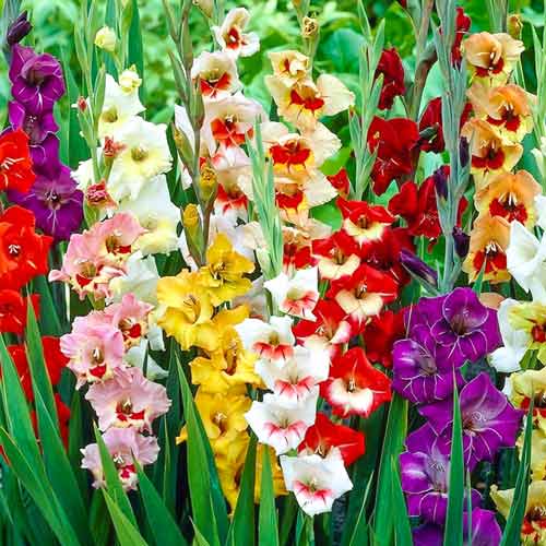 Kardelis (Gladiolus) Mixed Garden Velvet interface.image 1 interface.art 76257