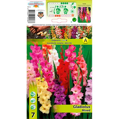 Kardelis (Gladiolus) Mixed interface.image 1 interface.art 76249