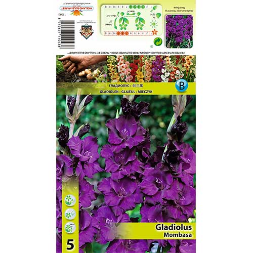 Kardelis (Gladiolus) Mombasa interface.image 1 interface.art 70398