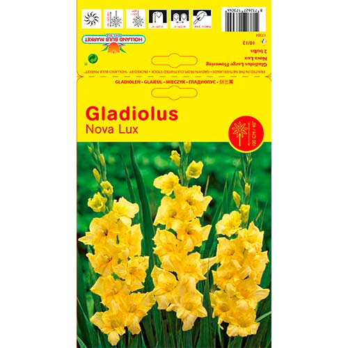 Kardelis (Gladiolus) Nova Lux interface.image 1 interface.art 76447