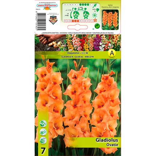 Kardelis (Gladiolus) Ovatie interface.art nuotrauka 1 Kardelis (Gladiolus) Ovatie interface.image 1 interface.art 76591