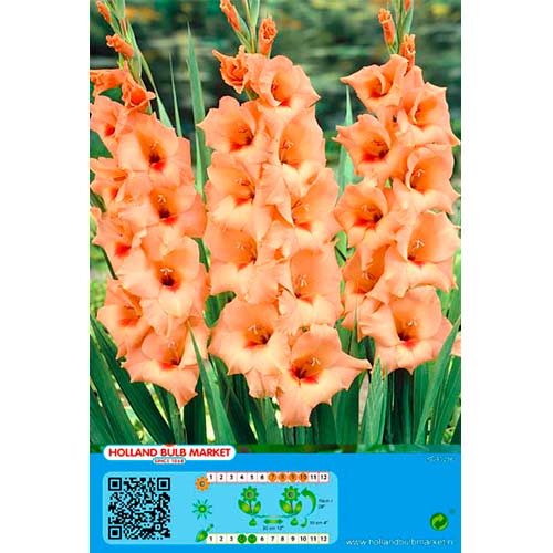 Kardelis (Gladiolus) Peter Pears interface.image 1 interface.art 76448