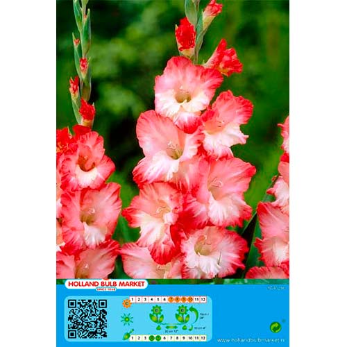 Kardelis (Gladiolus) Pink Lady interface.image 1 interface.art 76253