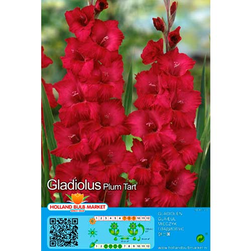 Kardelis (Gladiolus) Plum Tart interface.image 1 interface.art 76449