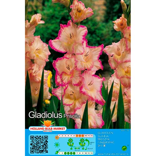 Kardelis (Gladiolus) Priscilla interface.image 1 interface.art 76450