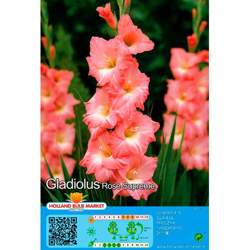 Kardelis (Gladiolus) Rose Supreme interface.art nuotrauka 1 Kardelis (Gladiolus) Rose Supreme interface.image 1 interface.art 76668